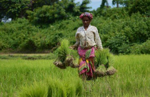 Quốc gia tăng nhập khẩu gạo Việt Nam 20.000% trong năm 2025 lên kế hoạch mua thêm, một đối thủ ngay lập tức 'chốt đơn'