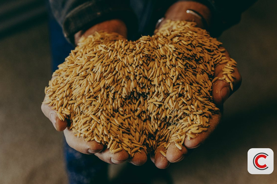 Nông dân Mỹ đề nghị chính phủ thiêu hủy lúa trong kho, chỉ muốn đổ hết nông sản ra đồng cho tự thối rữa