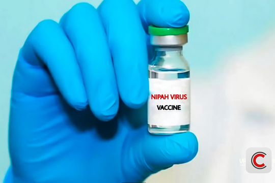 Nipah: Tại sao dịch bệnh có tỷ lệ tử vong 40-75% vẫn chưa có vaccine sau 20 năm phát hiện?