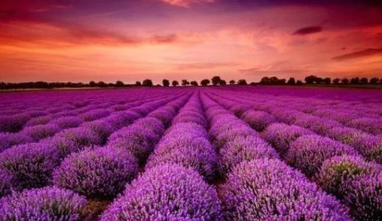 Cổ phiếu một cá mập từ khi lên sàn chỉ biết mỗi "màu tím", Tổng Giám đốc nói gì?