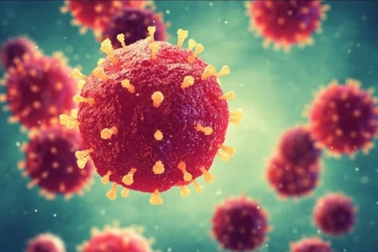 Bộ Y tế khuyến cáo liên quan đến dịch bệnh do virus Nipah