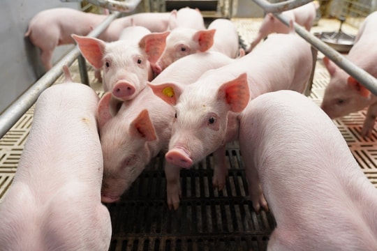 BAF Việt Nam: Cơ hội “đảo chiều” sau chu kỳ biến động Q4/2025 của ngành chăn nuôi