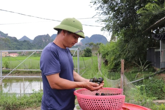 Bỏ lúa nuôi loài 'nhả ngọc' trong nước đá vôi không tốn 1 xu, hộ nông dân kiếm hơn 1 tỷ đồng 