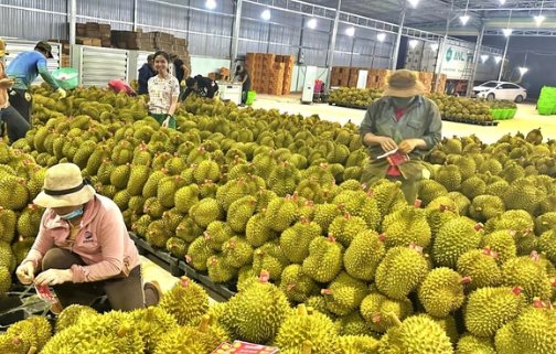 Sầu riêng Thái Lan đón tin không vui