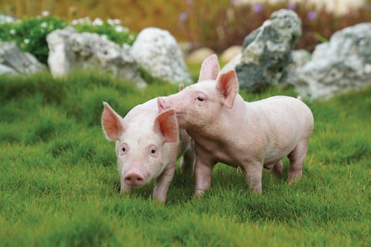 Mở rộng 3F chưa kịp “hái quả”, BAF báo lỗ nặng quý IV