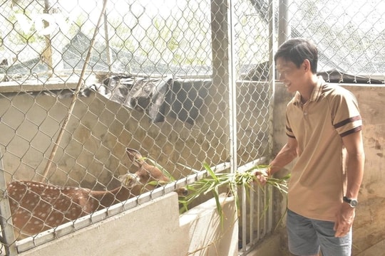 Nuôi loài thú ăn lá mít, cỏ dại mà tạo ra thứ "đại bổ", nông dân 9X thu về hơn 1 tỷ đồng/năm