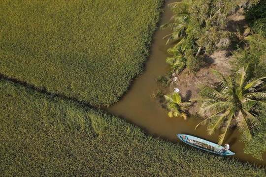 Chuyện lạ Cà Mau: Nuôi loài ‘thuỷ quái’ xanh biếc cùng với lúa, dân thu lãi kỷ lục chưa từng có