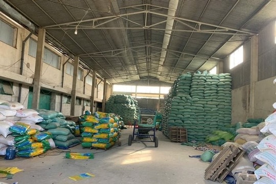 Khởi tố giám đốc làm giả hơn 200 tấn lúa giống ST25, ST24 