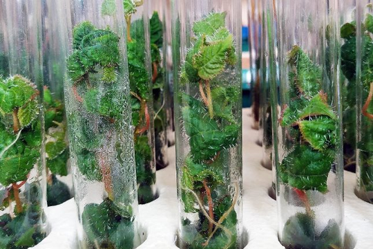 Phát minh của Mỹ làm rung chuyển ngành xây dựng: Tạo ra 'siêu gỗ' từ cây chỉnh sửa gen, có thể thay thế thép và bê tông