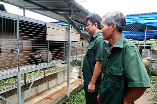 Vay 50 triệu nuôi 100 con vật hoang, tiền ăn 3.000 đồng/con/ngày, cựu chiến binh lãi đậm