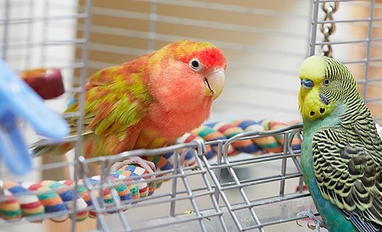 Campuchia cảnh báo