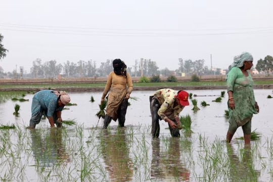 Vừa tuyên bố sẽ tự túc lương thực, khách ruột của gạo Việt lên kế hoạch đẩy mạnh xuất khẩu, 1 triệu tấn sẽ xuất đi những đâu?