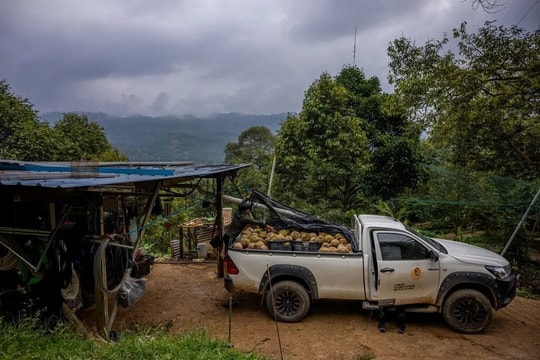Đua nhau trồng ‘sản vật trời ban’, nông dân nước Đông Nam Á nay lao đao vì Trung Quốc giảm mua, giá rớt thê thảm, Thái Lan có thể là 'nạn nhân' kế tiếp