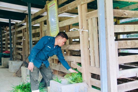 Sau cú trắng tay, chủ trang trại Hà Tĩnh xây 'kho bạc' giữa đồi hoang: Sở hữu 7 vạn gốc 'nhân sâm cho người nghèo' đang chờ bán