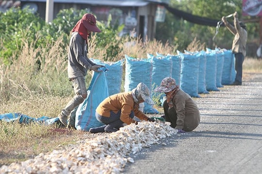 Bị Thái Lan quay lưng với sản phẩm chủ lực, dân Campuchia như ‘ngồi trên đống lửa’, than trời vì bán phá giá cũng ế người mua  