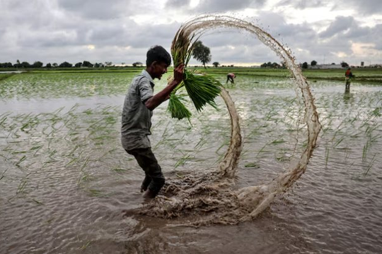 Vừa tuyên bố sẽ tự túc lương thực, quốc gia Đông Nam Á chốt đơn 1.000 tấn gạo từ Mỹ, sẽ được miễn thuế với 172 mặt hàng
