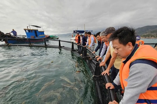 Dùng chiếc lồng kỳ diệu, ngư dân nuôi cá mú lãi gấp 3 lần, hàng trăm triệu đổ về túi