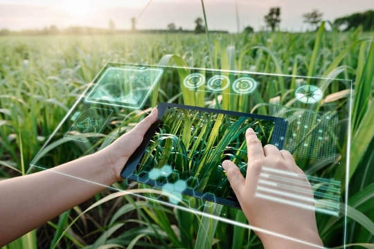 Bộ Tài chính đề xuất nâng mức hỗ trợ bảo hiểm nông nghiệp