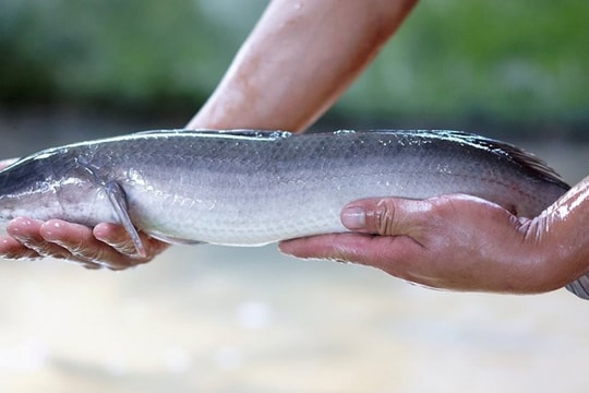 Anh nông dân biến cát trắng thành 'mỏ vàng' thu lãi 3 tỷ mỗi năm từ loài cá hiền lành ham ăn