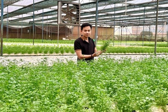 Chàng trai bỏ phố về quê trồng rau, doanh thu gần 20 tỷ/năm, cung ứng cho loạt siêu thị lớn như Co.opmart, VinMart, Aeon