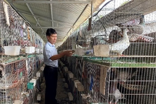 Người đàn ông Nghệ An thu 1,4 tỷ đồng/năm từ loài chim "nhàn hạ", nhiều chất bổ