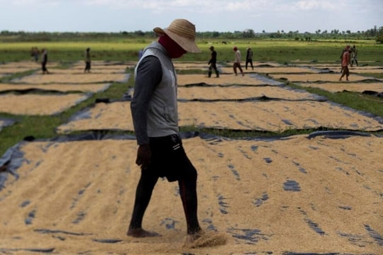 Đang sấy thì mất điện: 1.000 tấn lúa ở Cuba đối diện nguy cơ hư hỏng, chuyên gia Việt "chữa cháy" bằng vật dụng nhà nông nào cũng có