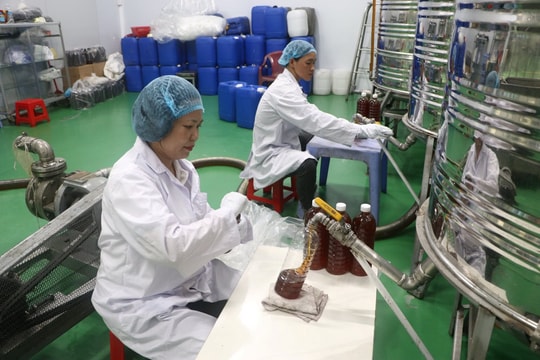 Người phụ nữ ở Tp.HCM kiếm 60 tỷ/năm nhờ con vật tí hon, nuôi bằng loại nguyên liệu rẻ bất ngờ