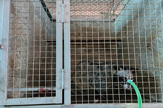 Anh kỹ sư xây dựng bỏ phố về quê nuôi con 'hiền như đất', nhẹ nhàng kiếm hơn 1 tỷ đồng/năm