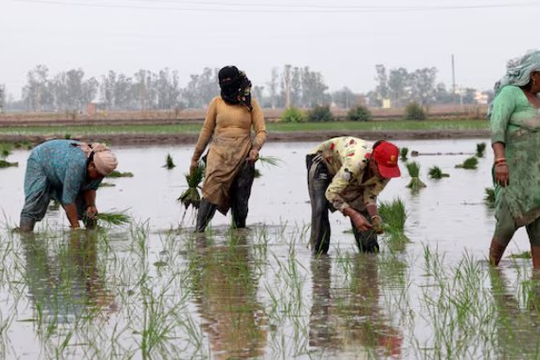 Ông trùm xuất khẩu gạo lớn nhất thế giới đón sóng gió: Hơn 400.000 tấn gạo ùn ứ tại các cảng, chi phí vận chuyển tăng vọt
