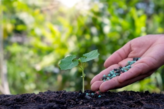 Phân bón có nguy cơ tăng giá do căng thẳng tại Trung Đông