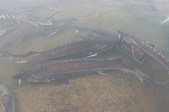 Lão nông Đắk Nông thu 1,8 tỷ đồng từ nuôi loài 'thủy quái' râu dài, không xương, không vảy