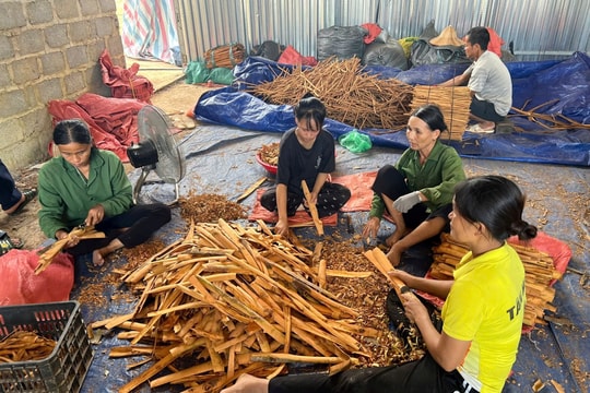 Loại cây “thơm từ gốc đến ngọn” phủ kín 1.400ha ở một xã, doanh thu 4 tỷ/năm