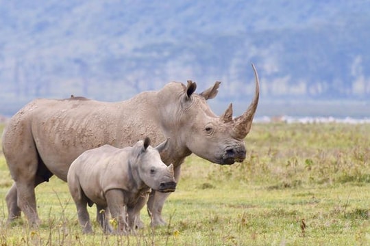 Phía Nam Phi nói gì về việc đại gia Khoa 'kim cương' bị bắt giữ?