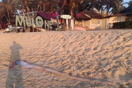 Cảnh tượng 2 ngày liên tiếp tại biển Mũi Né, dân biển lâu năm thốt lên: “Cần an táng ngay”