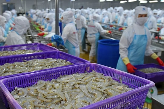 Từng được kỳ vọng lãi gấp đôi 'sau 1 đêm', đại gia tôm Việt Nam 'nhịn' lãi, quyết không hoàn nhập dự phòng giữa đòn bão thuế của Mỹ