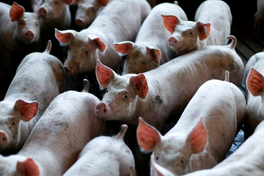 60 tấn thịt lợn ám ảnh quốc gia giàu nhất châu Á: Nhiều nông hộ đang lỗ 1 triệu đồng/con, dư thừa hàng loạt 'chung cư lợn'