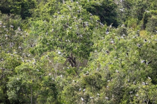 Phát hiện loài vật quý hiếm tưởng như sắp tuyệt chủng bỗng xuất hiện hàng trăm con: Nhiều người Việt vui mừng