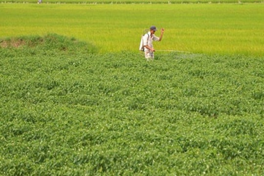 Không phải sầu riêng, loại quả cho không đầy chợ Việt được Lào, Trung Quốc đua nhau mua - nay bỗng rớt giá hơn chục lần