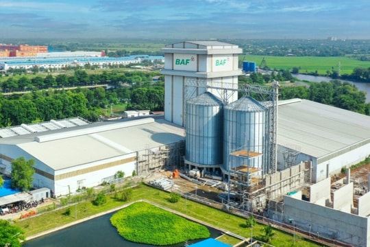 BAF muốn chia thưởng và trả cổ tức 20%, đưa CEO Siba Holdings vào Hội đồng quản trị