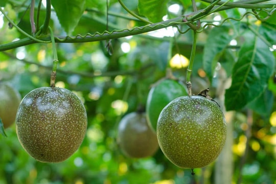 'Làm nông nghiệp' như thế nào thì không chịu thuế? Cục thuế trả lời