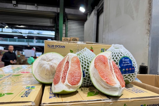 Tin vui: Lô bưởi tươi Việt Nam đầu tiên đã được thông quan vào thị trường Australia