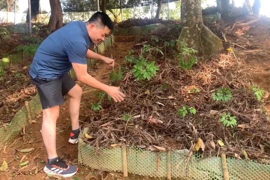 Chuyên gia sâm Việt Nam Phạm Ngọc Dương: Sâm Việt Nam đang là “Quốc bảo ngủ quên”, tương lai sẽ mở ra cơ hội đổi đời cho người nông dân vùng cao