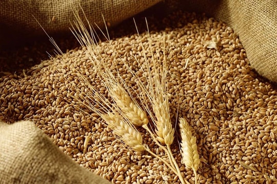 Giá lúa mì leo cao, MXV-Index tăng phiên thứ 4 liên tiếp