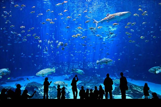 Việt Nam sắp có công viên thủy cung lớn nhất thế giới: Rộng hơn sân Mỹ Đình, sức chứa lên đến 450 triệu lít nước
