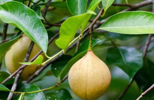 Đắt hơn sầu riêng, loại quả quý hiếm của Việt Nam vừa đón tin vui đầu năm: Xuất khẩu tăng mạnh 52%, trồng ít nhất 3 năm mới được thu hoạch
