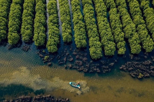 Lợi thế “rừng vàng, biển bạc”, Việt Nam có thể khai mở “kho báu” 40 tỷ USD cả thế giới theo đuổi
