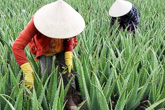 Cây thuốc quý mọng nước, là “vàng mười” cho sức khỏe, được doanh nghiệp thu mua chế biến xuất khẩu đi 20 nước