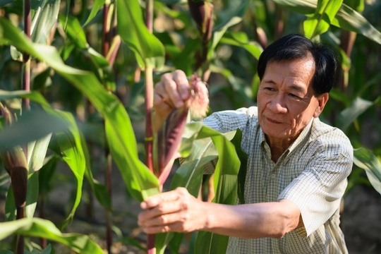 Ứng dụng cây trồng công nghệ sinh học tại Việt Nam ghi nhận những bước tiến ổn định