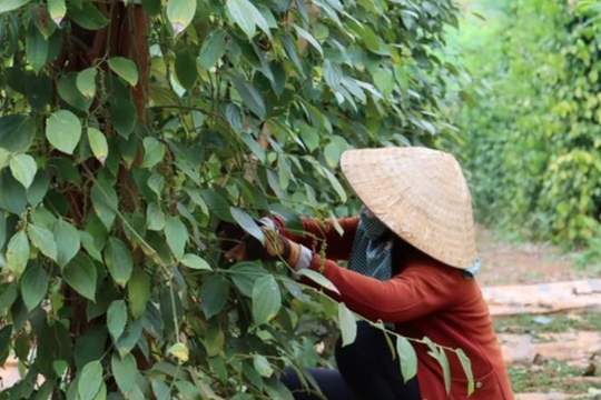 Cây thuốc quý của Việt Nam được Mỹ đánh giá cao, trả nhiều tiền mua về, hóa ra là “vàng mười” cho sức khỏe