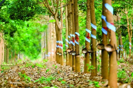 Sắp nhận hơn 2.100 tỷ đồng đền bù từ 'ông lớn' Singapore, một đại gia cao su lập tức đặt mục tiêu lãi kỷ lục 2.000 tỷ